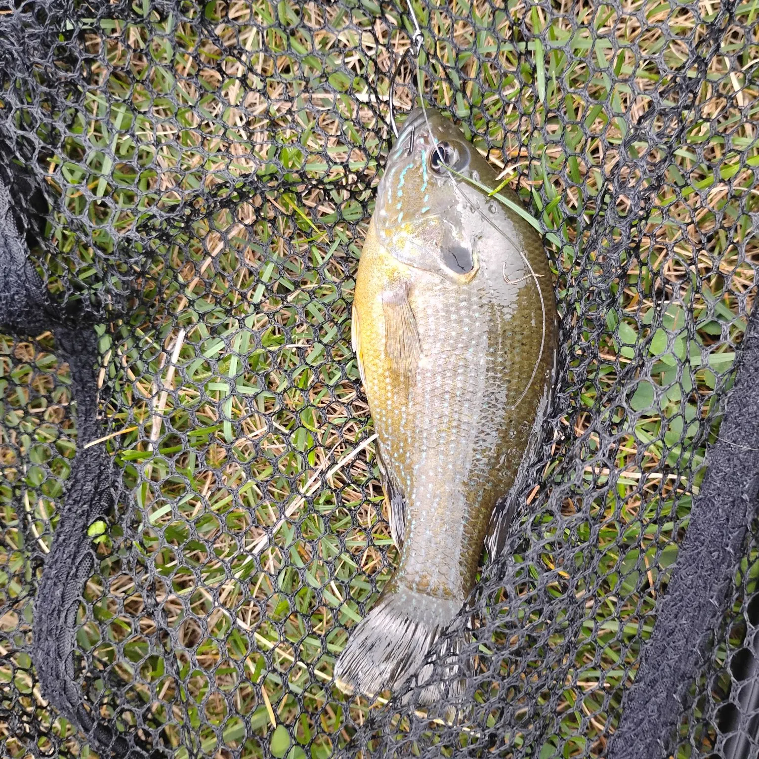 Green sunfish caught on Fishbrain