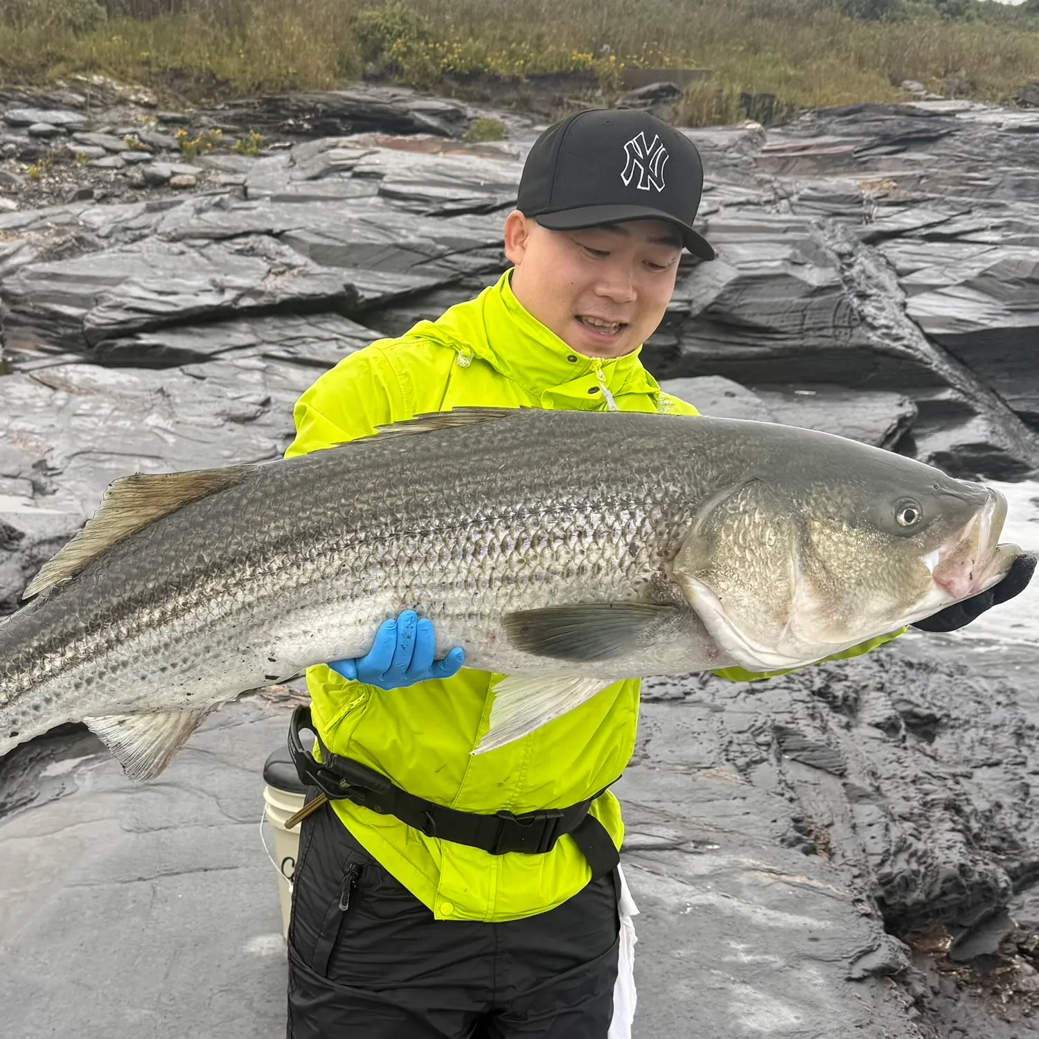 Striped bass caught on Fishbrain