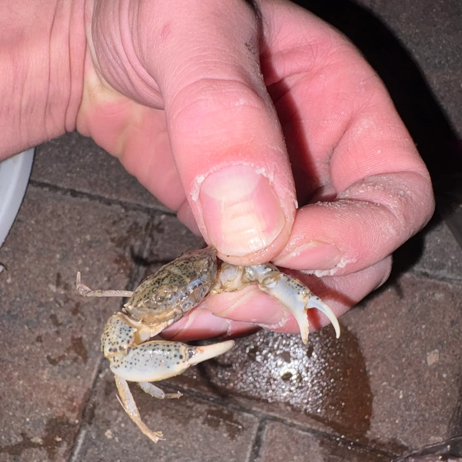 The most recent Florida stone crab catches on Fishbrain