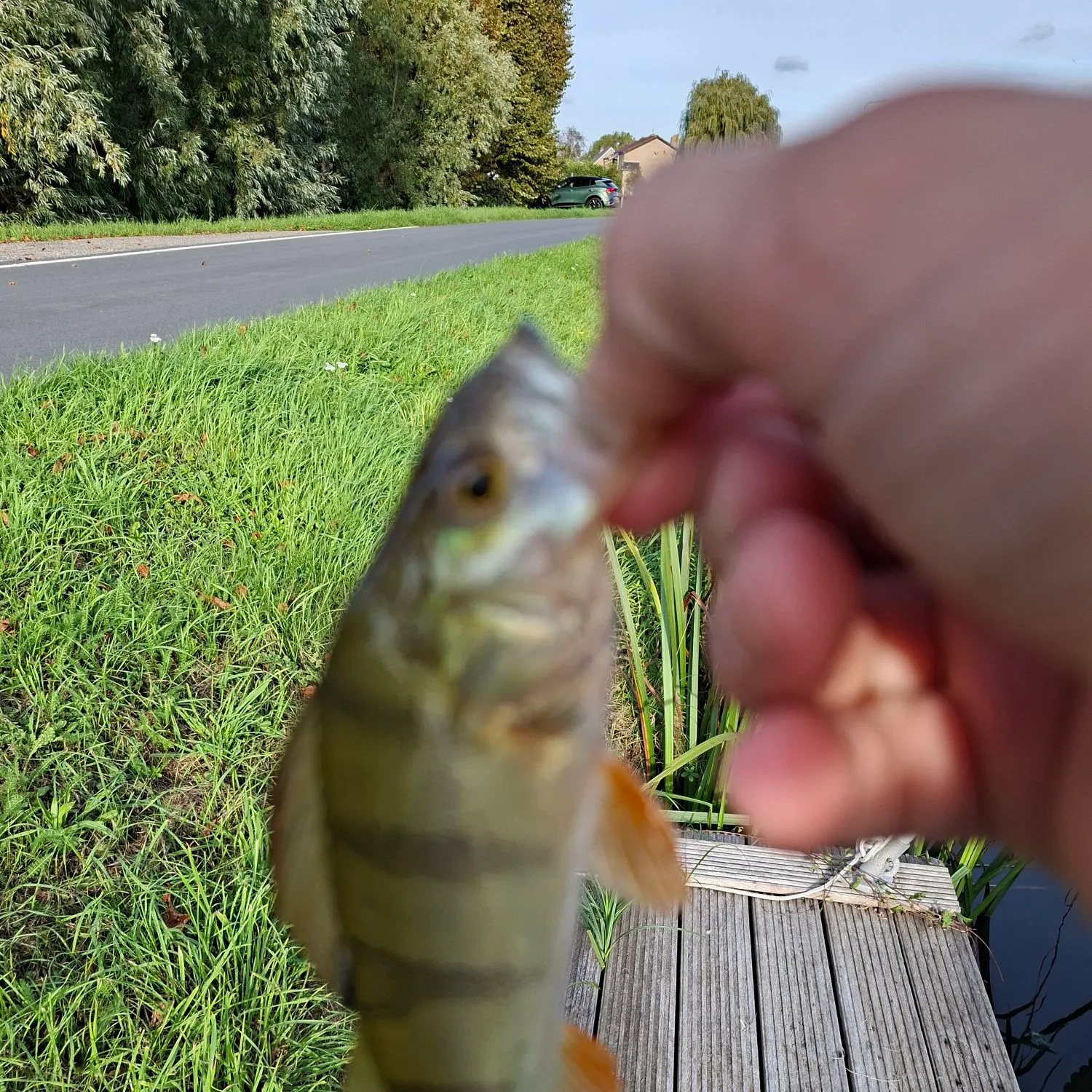 European perch caught on Fishbrain