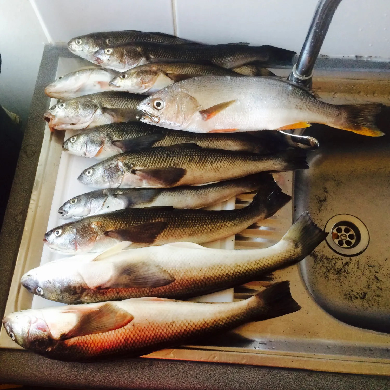 recently logged catches