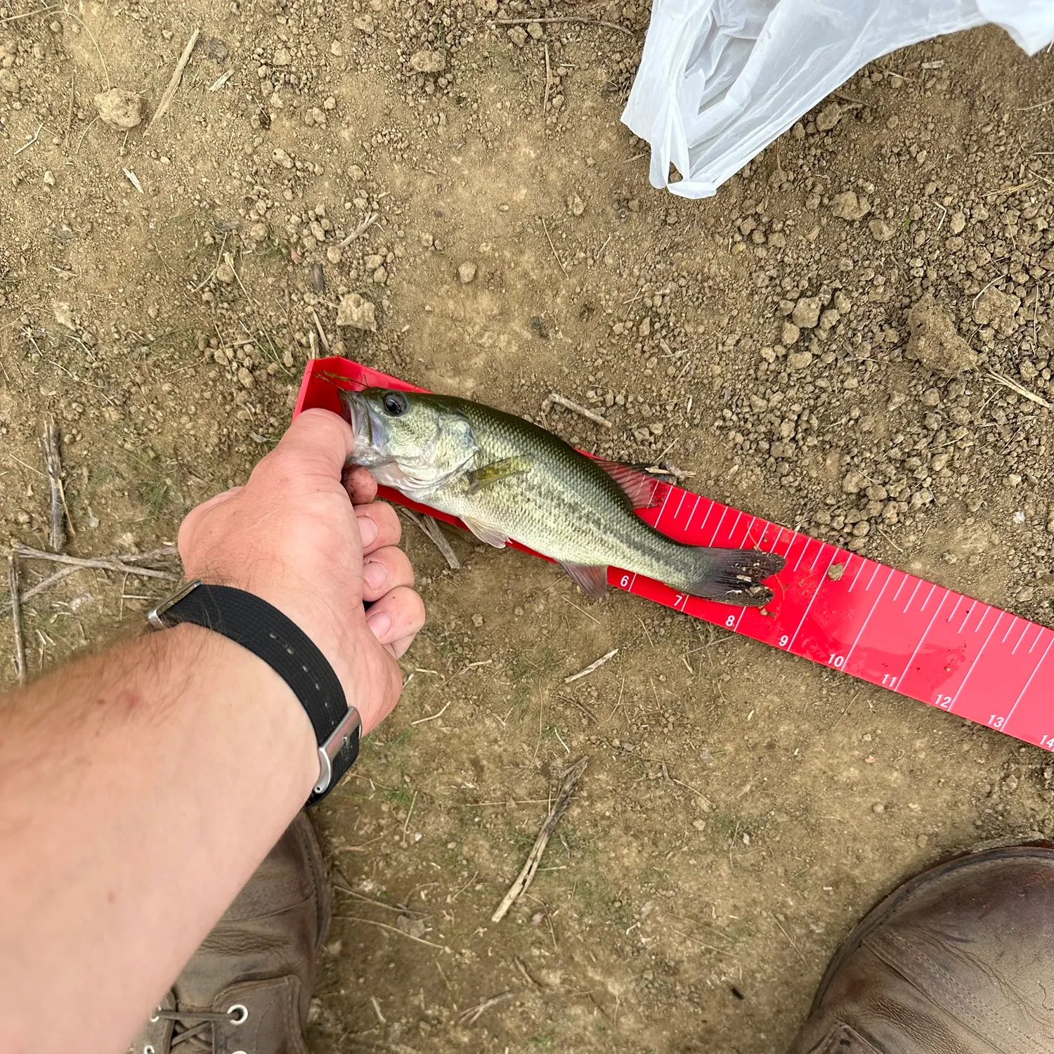 Largemouth bass caught on Fishbrain