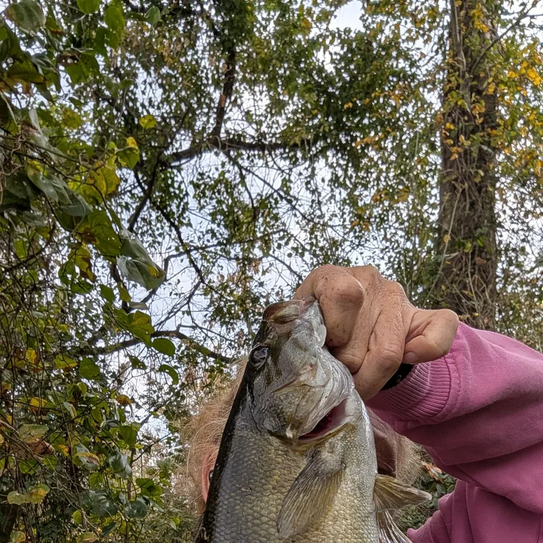 Smallmouth bass caught on Fishbrain