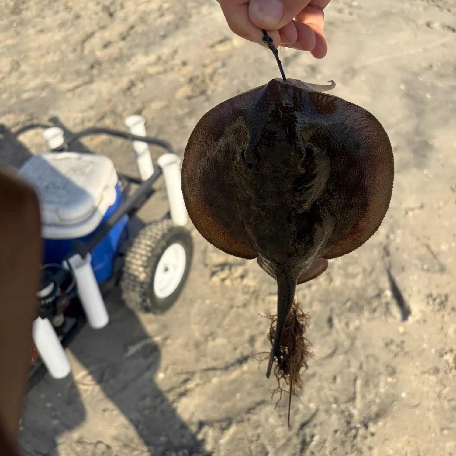 Haller's round ray caught on Fishbrain