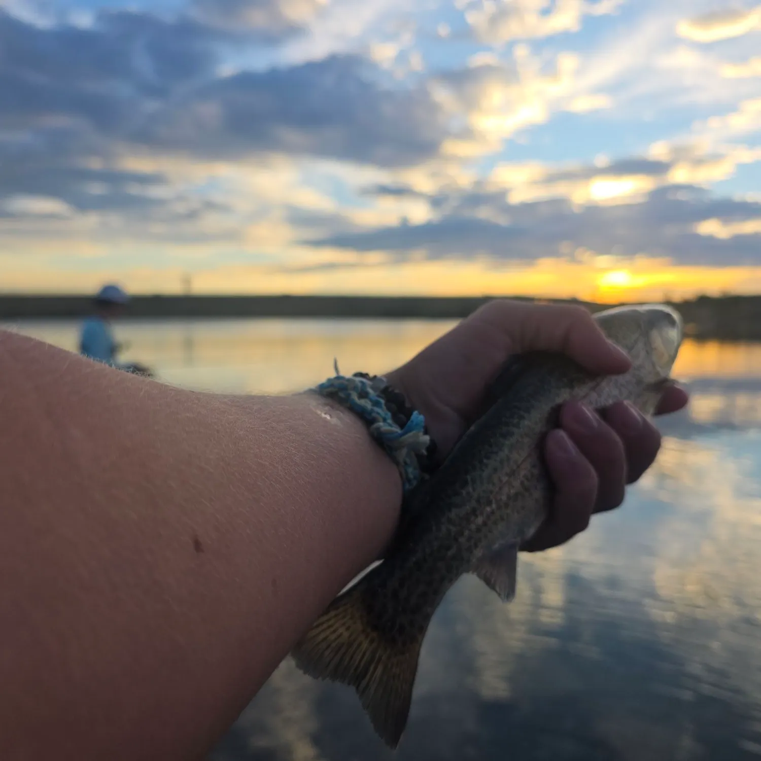 Rainbow trout caught on Fishbrain