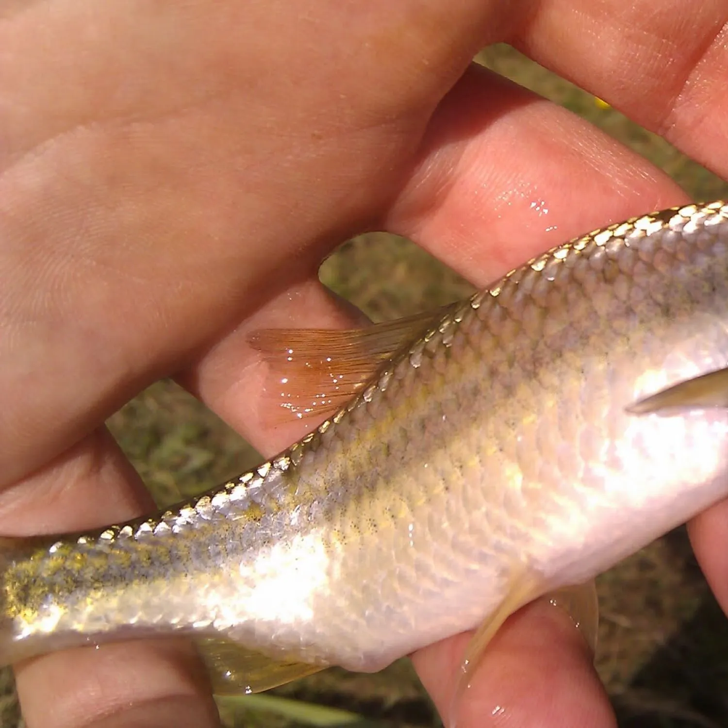 The most recent Rutilus aula catches on Fishbrain