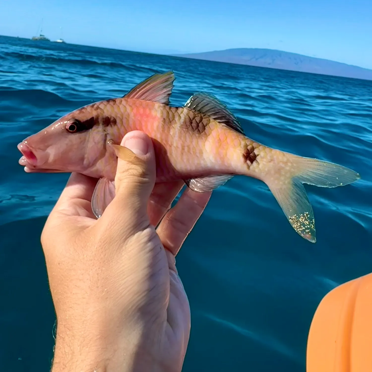 The most recent Manybar goatfish catches on Fishbrain