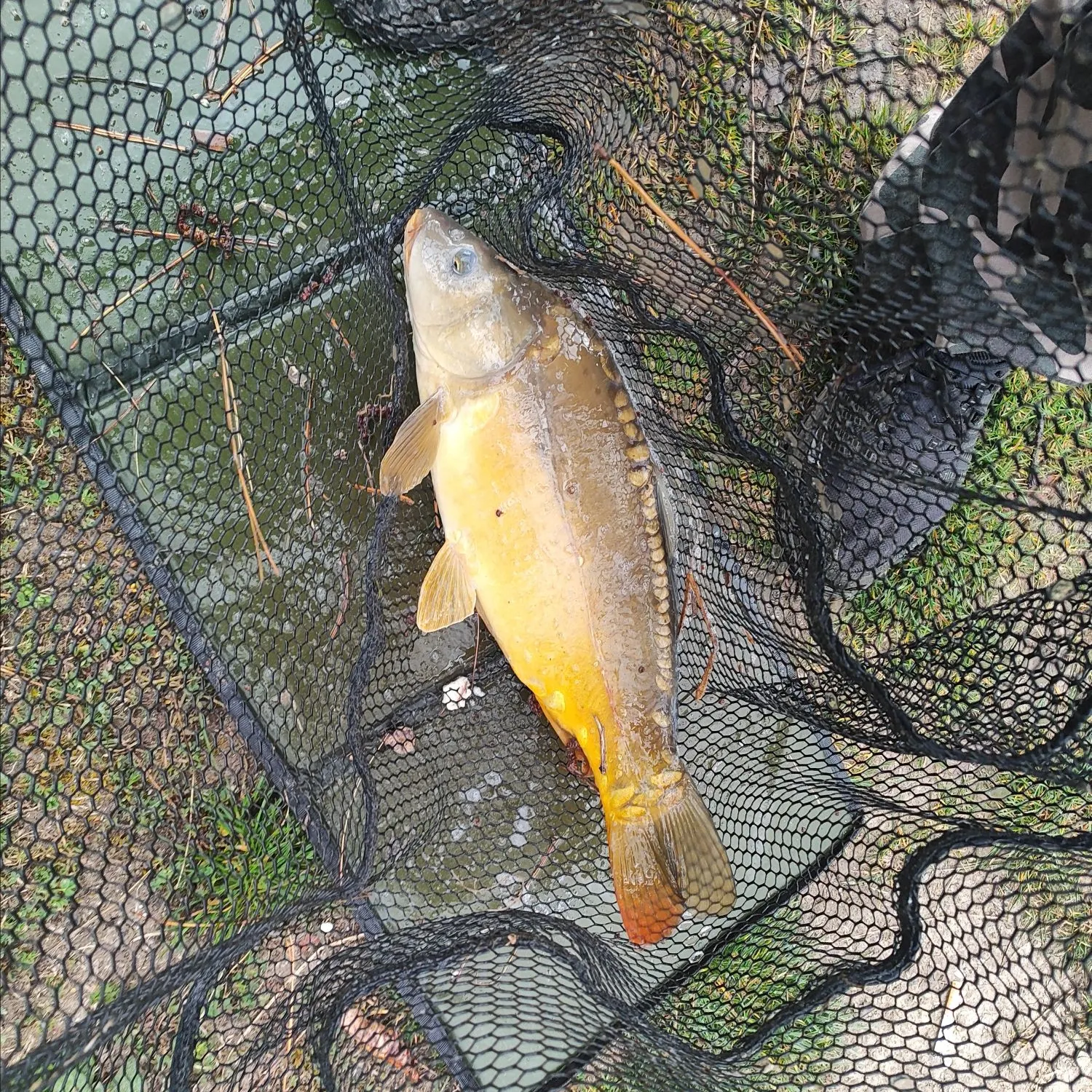 The most recent Leather carp catches on Fishbrain