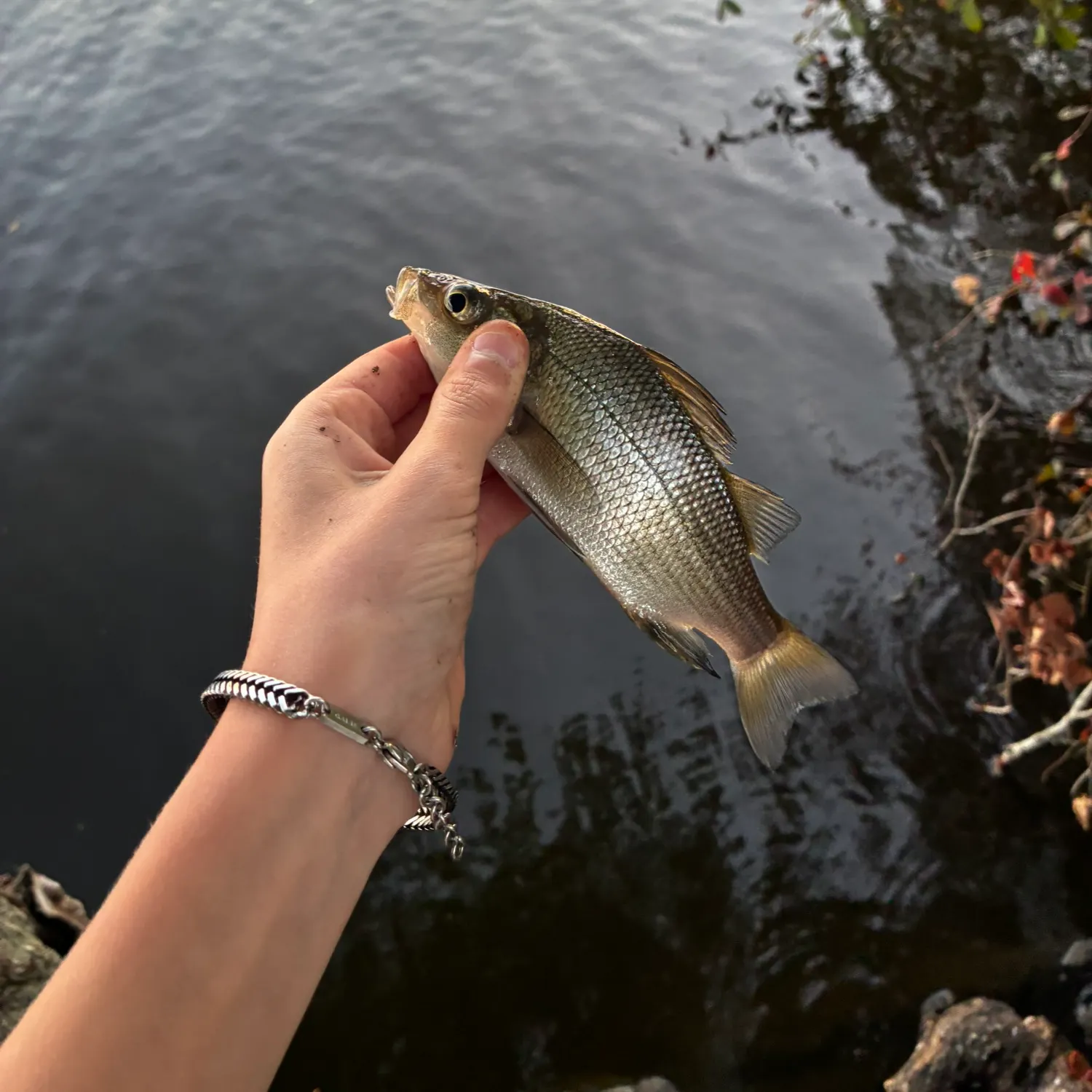 White perch caught on Fishbrain