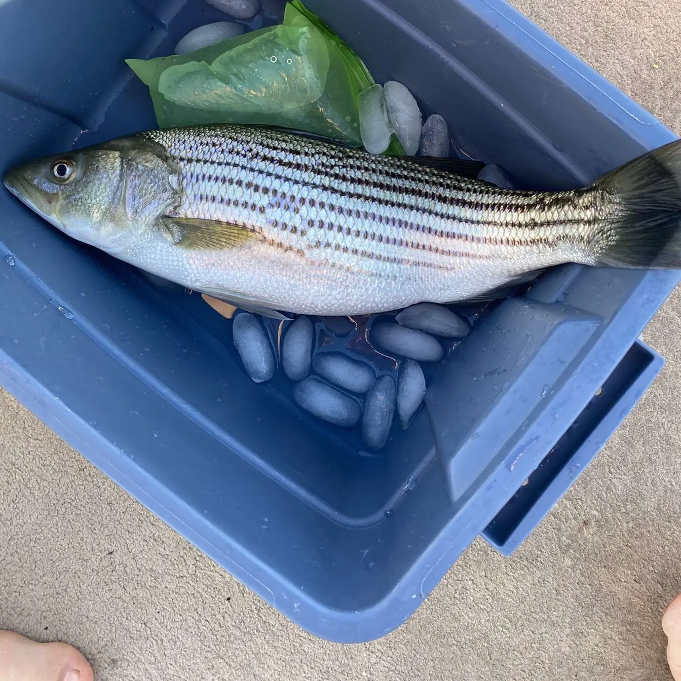 recently logged catches