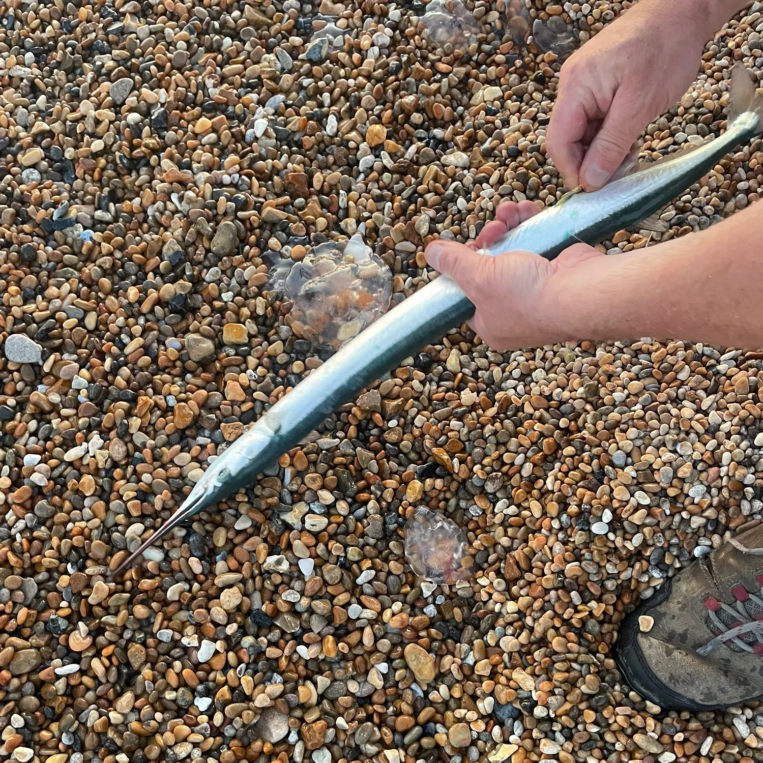 The most recent European garfish catches on Fishbrain