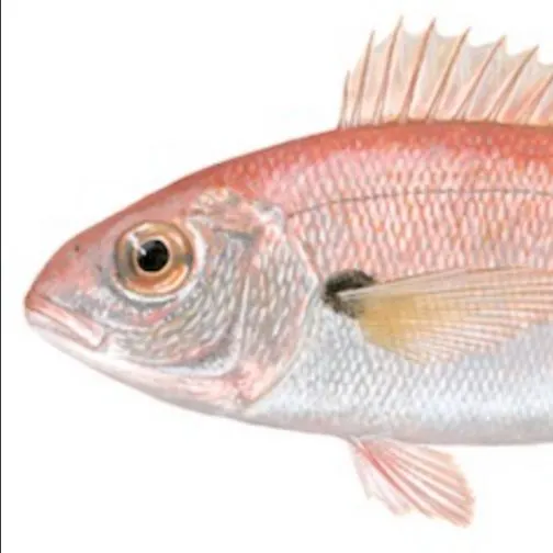 The most recent Axillary seabream catches on Fishbrain