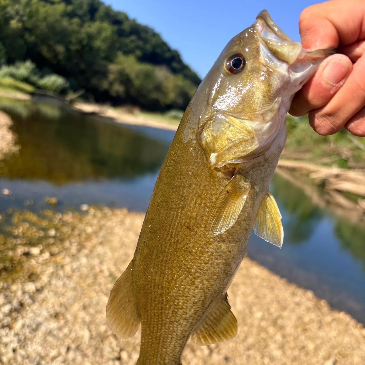 Smallmouth bass caught on Fishbrain