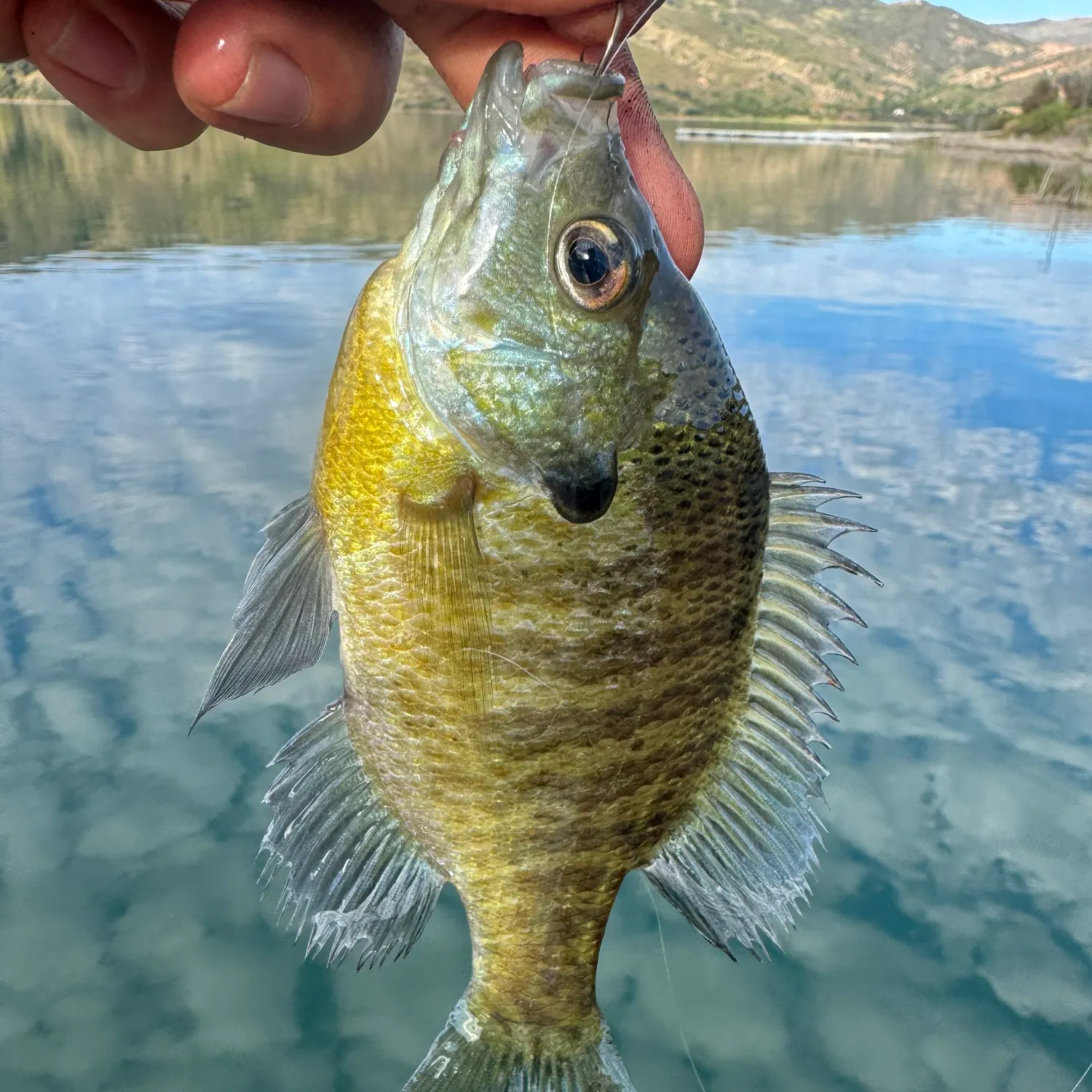 Bluegill caught on Fishbrain