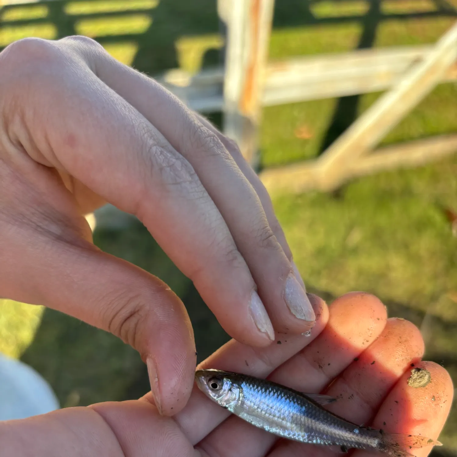 Striped shiner caught on Fishbrain