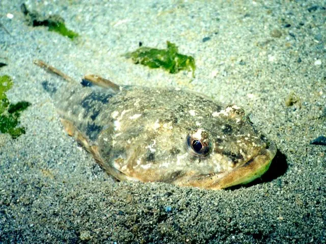 Buffalo sculpin