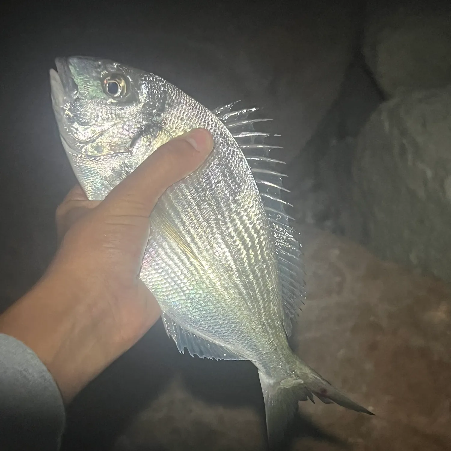 Gilthead seabream caught on Fishbrain