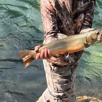 The most recent Dolly varden catches on Fishbrain