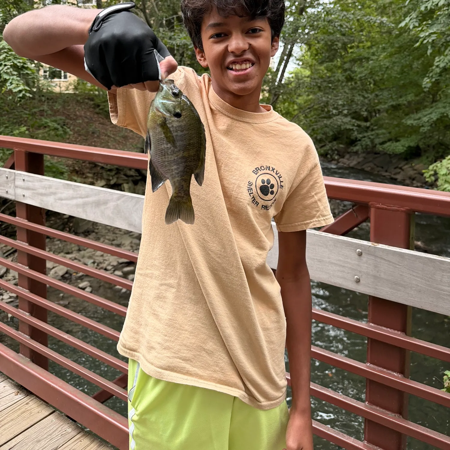 Bluegill caught on Fishbrain