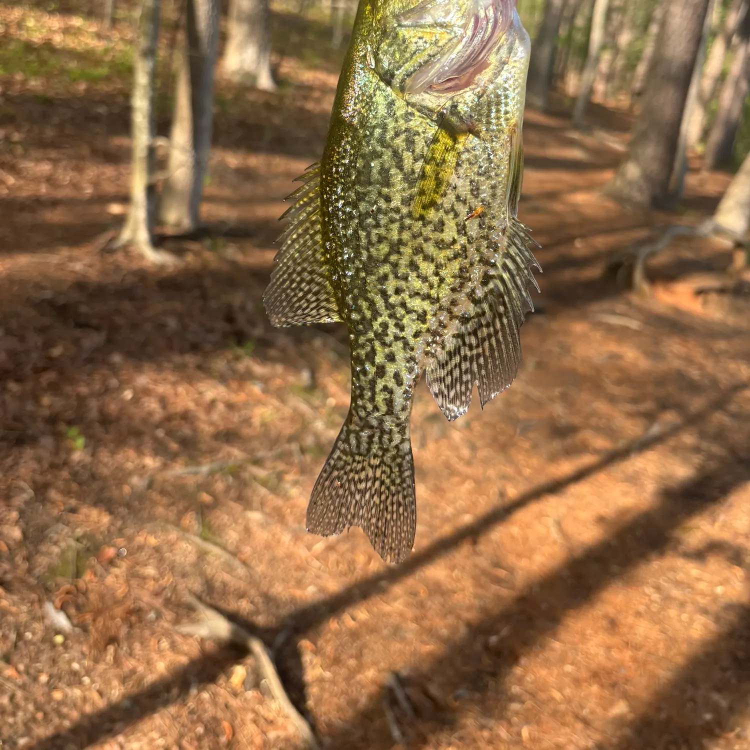 The most recent Black crappie catches on Fishbrain