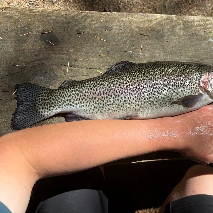 Rainbow trout caught on Fishbrain