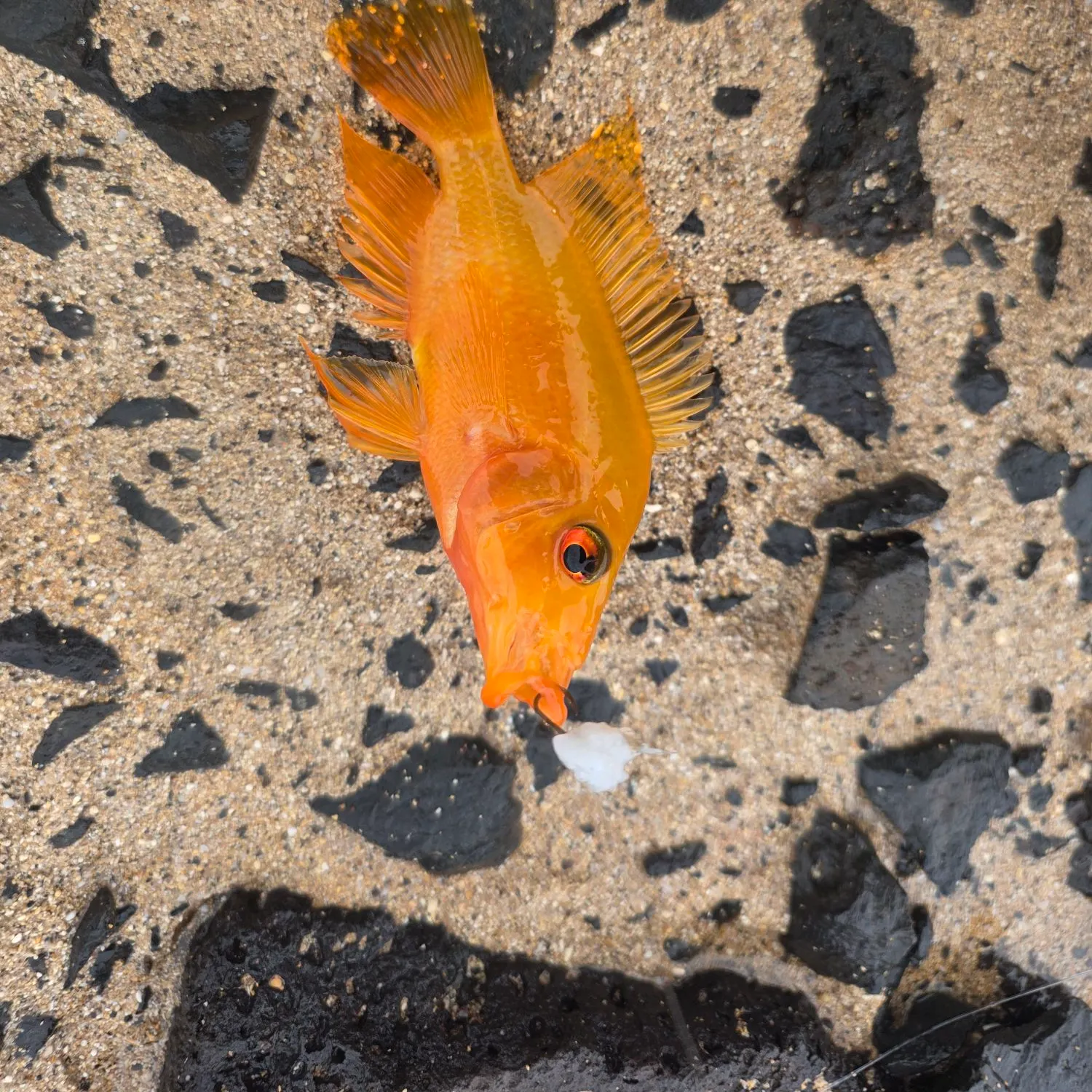 The most recent Red devil cichlid catches on Fishbrain