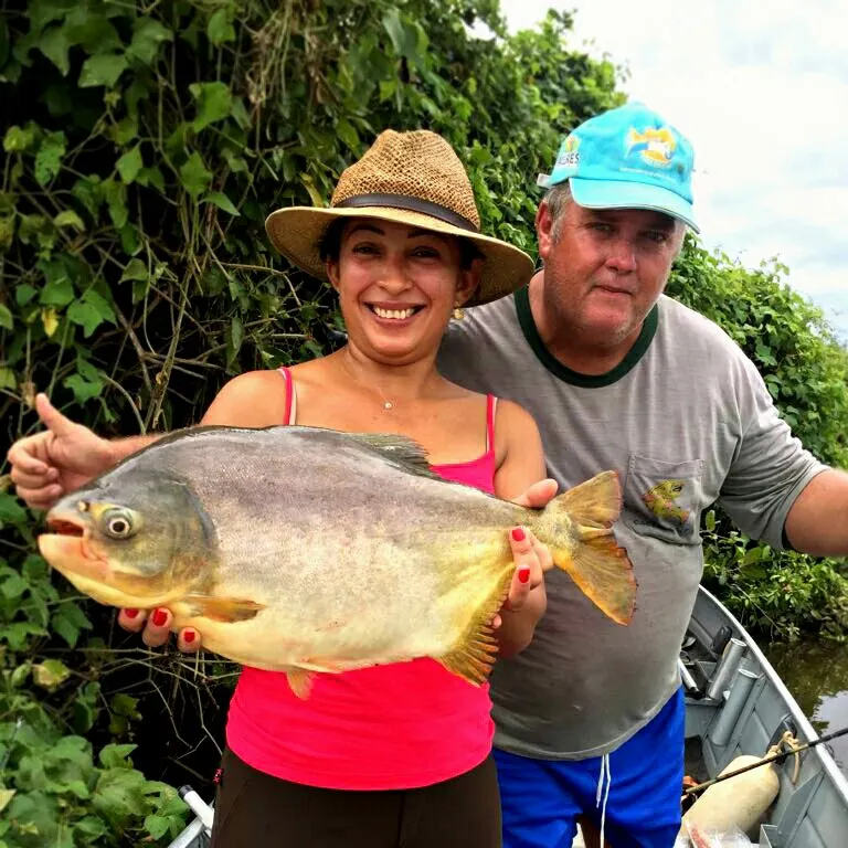 Small-scaled pacu caught on Fishbrain