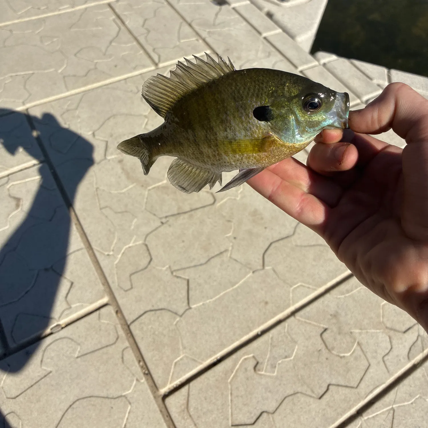Bluegill caught on Fishbrain