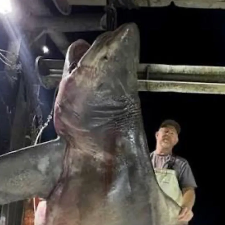The most recent Silvertip shark catches on Fishbrain