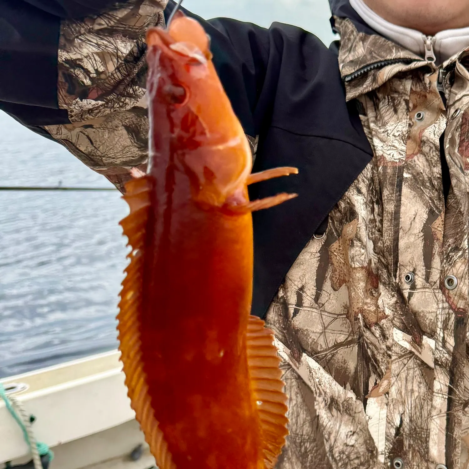 The most recent Striped kelpfish catches on Fishbrain