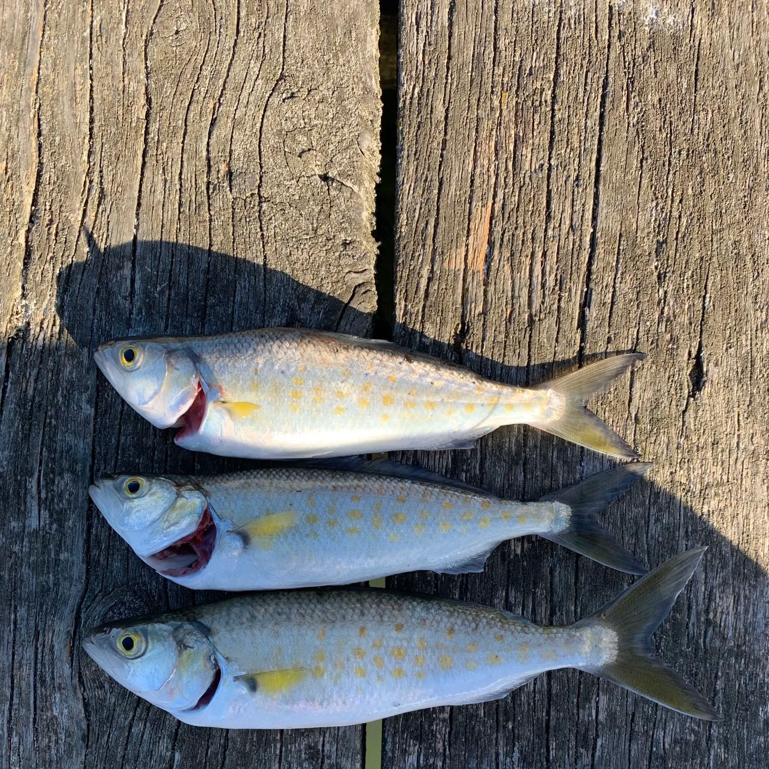 recently logged catches