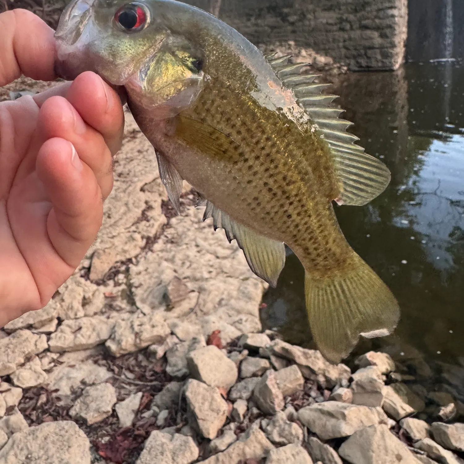 Rock bass caught on Fishbrain