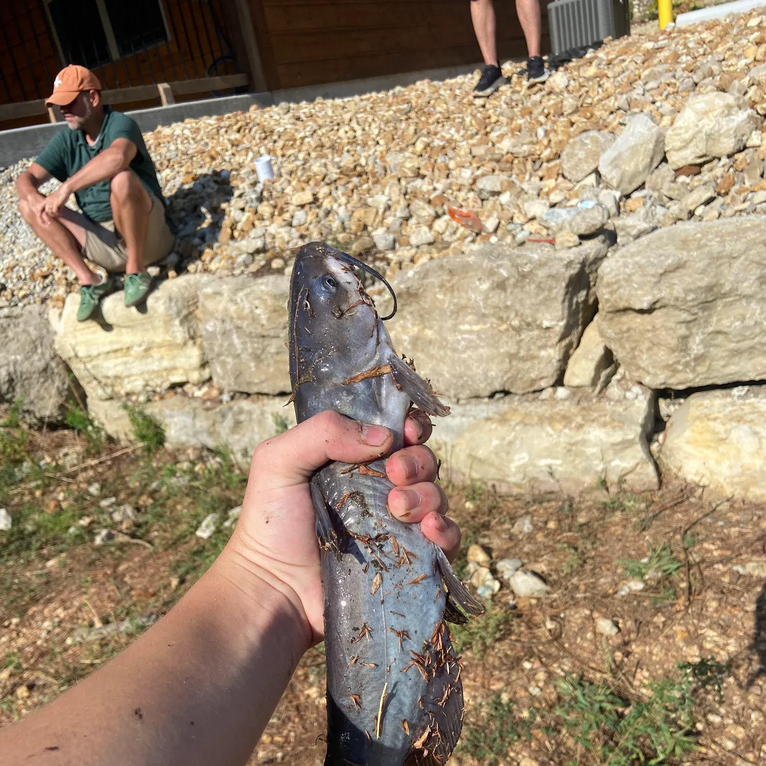 Channel catfish caught on Fishbrain