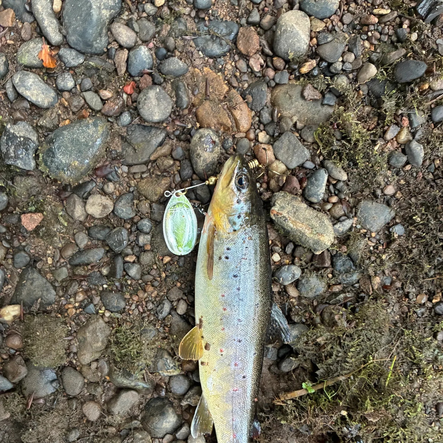 Brown trout caught on Fishbrain