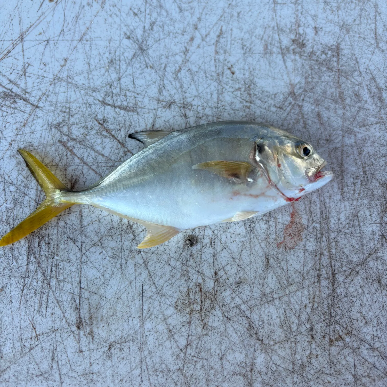 Crevalle jack caught on Fishbrain