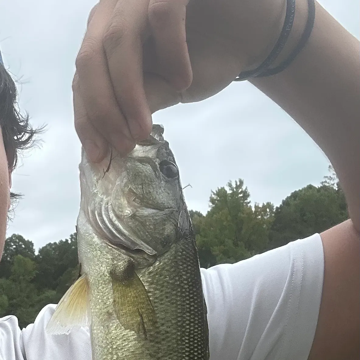 Spotted bass caught on Fishbrain