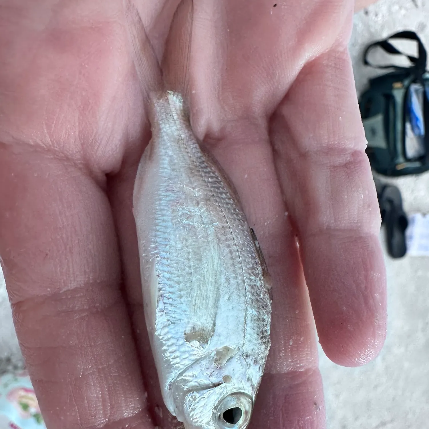 The most recent Silver jenny catches on Fishbrain