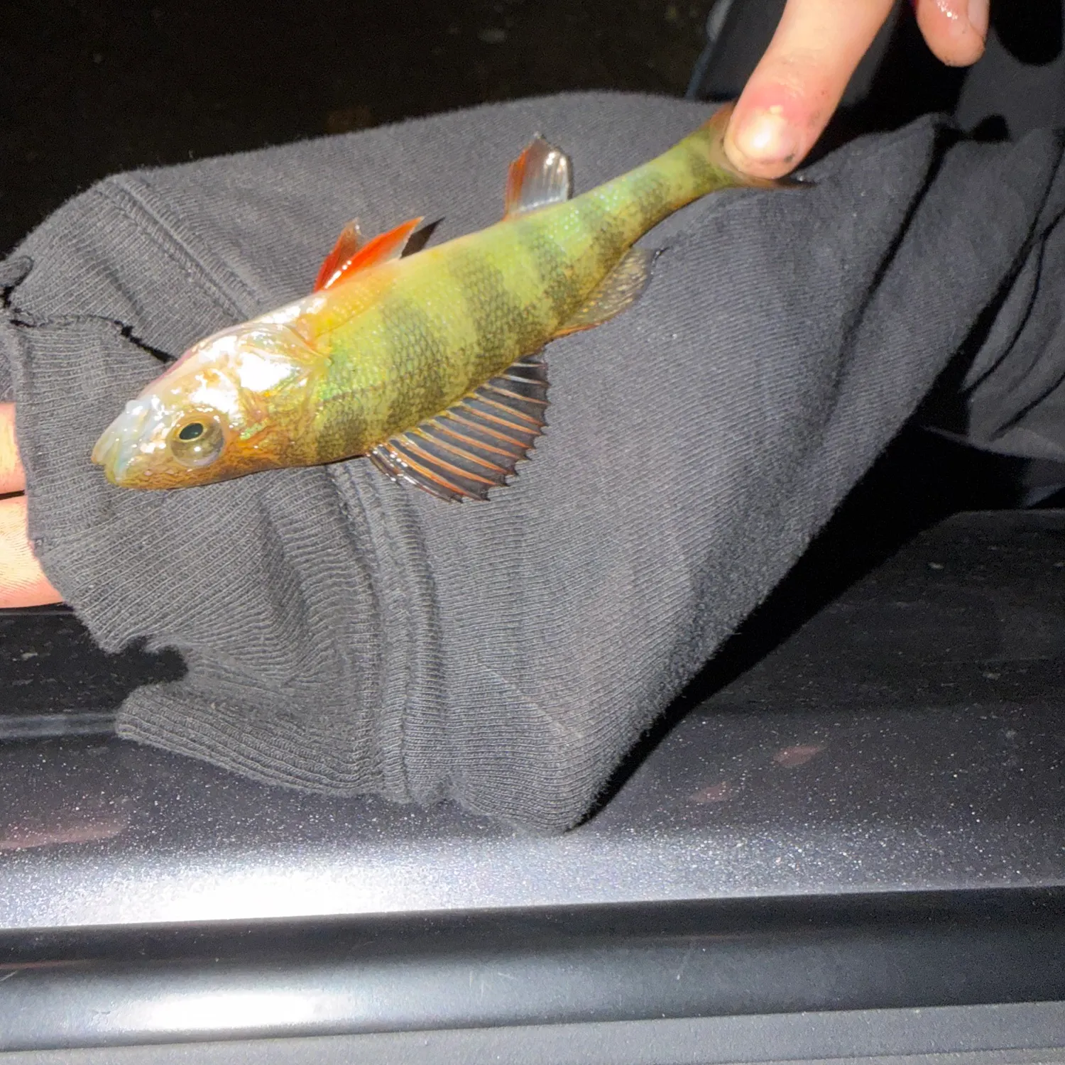 Yellow perch caught on Fishbrain