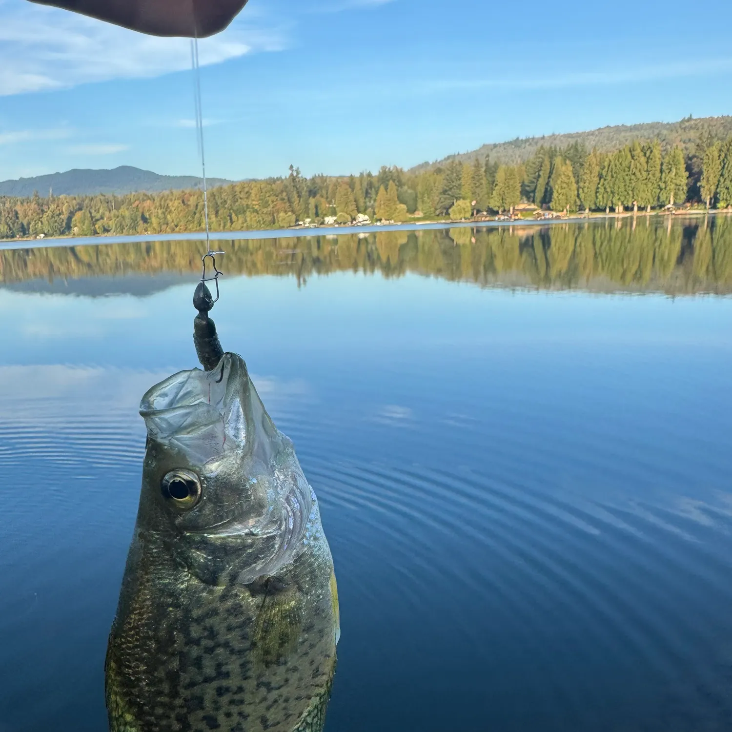 Black crappie caught on Fishbrain