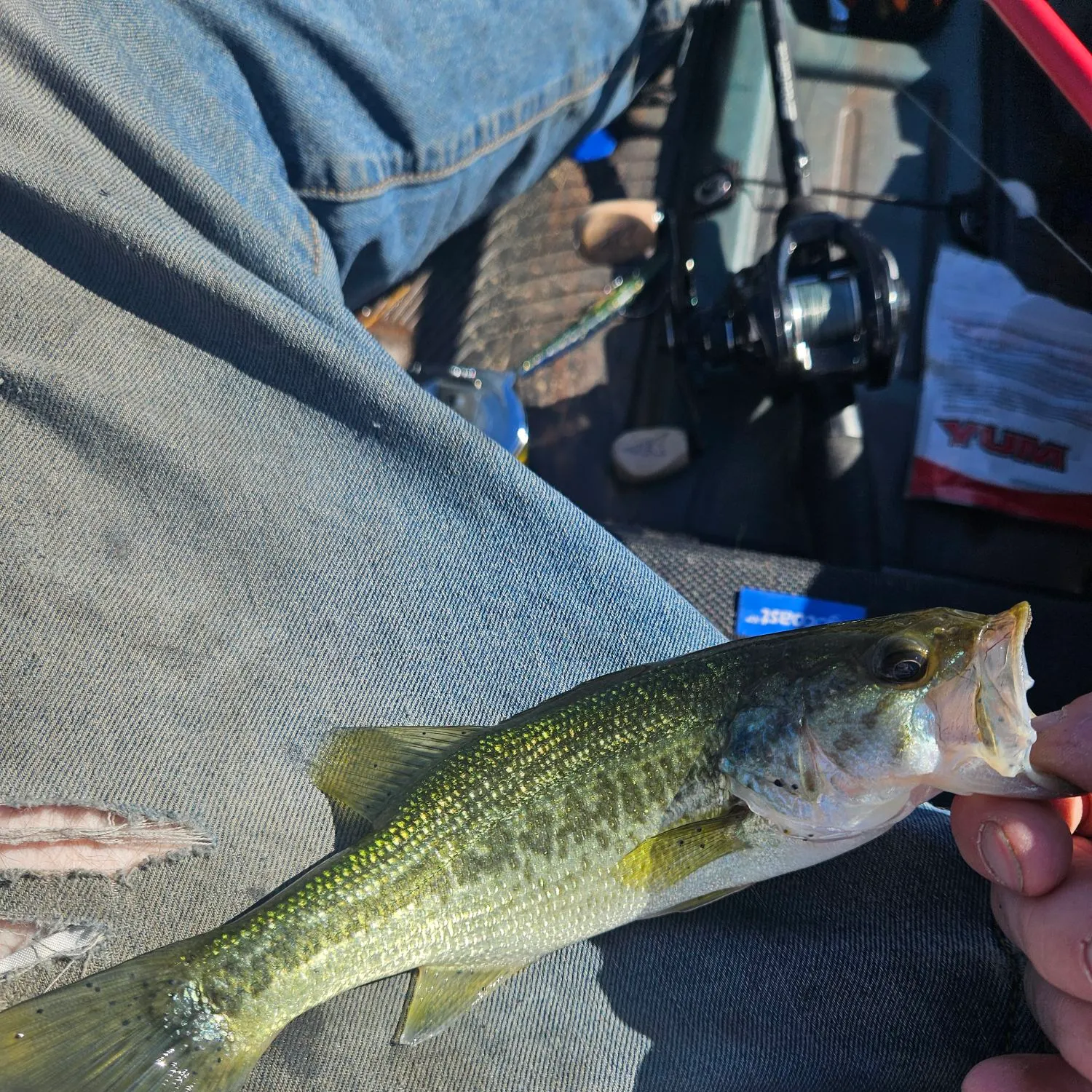 Largemouth bass caught on Fishbrain