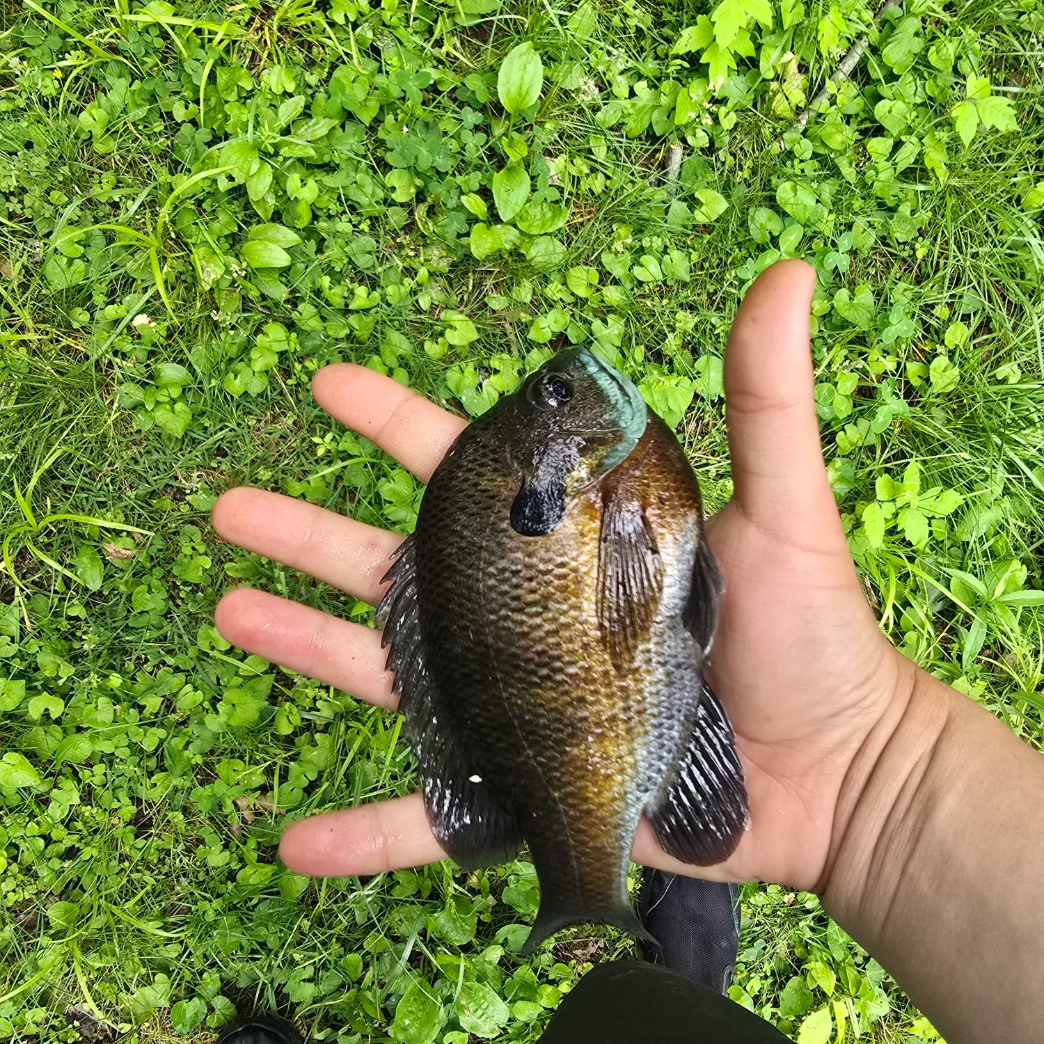 catch