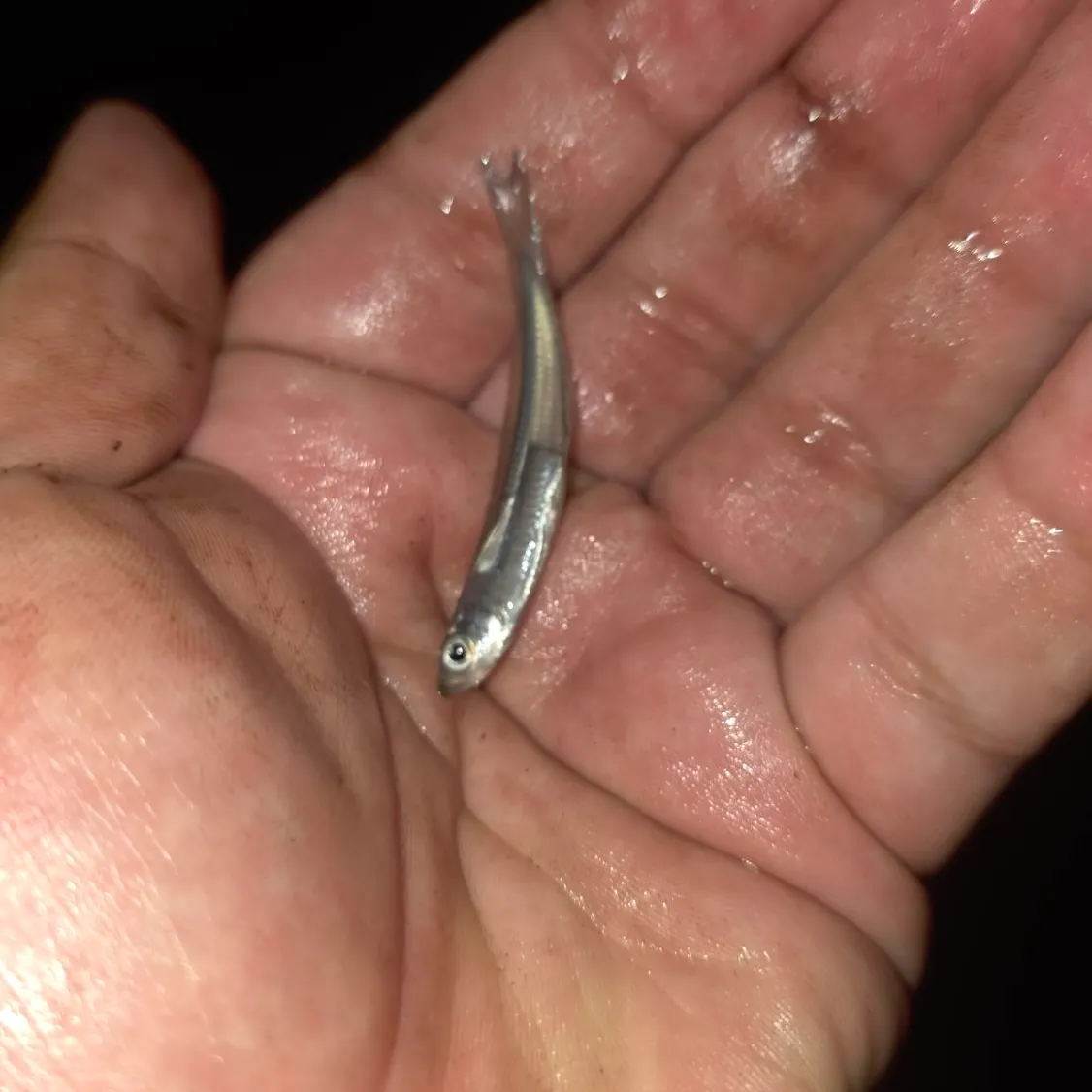 Atlantic silverside caught on Fishbrain