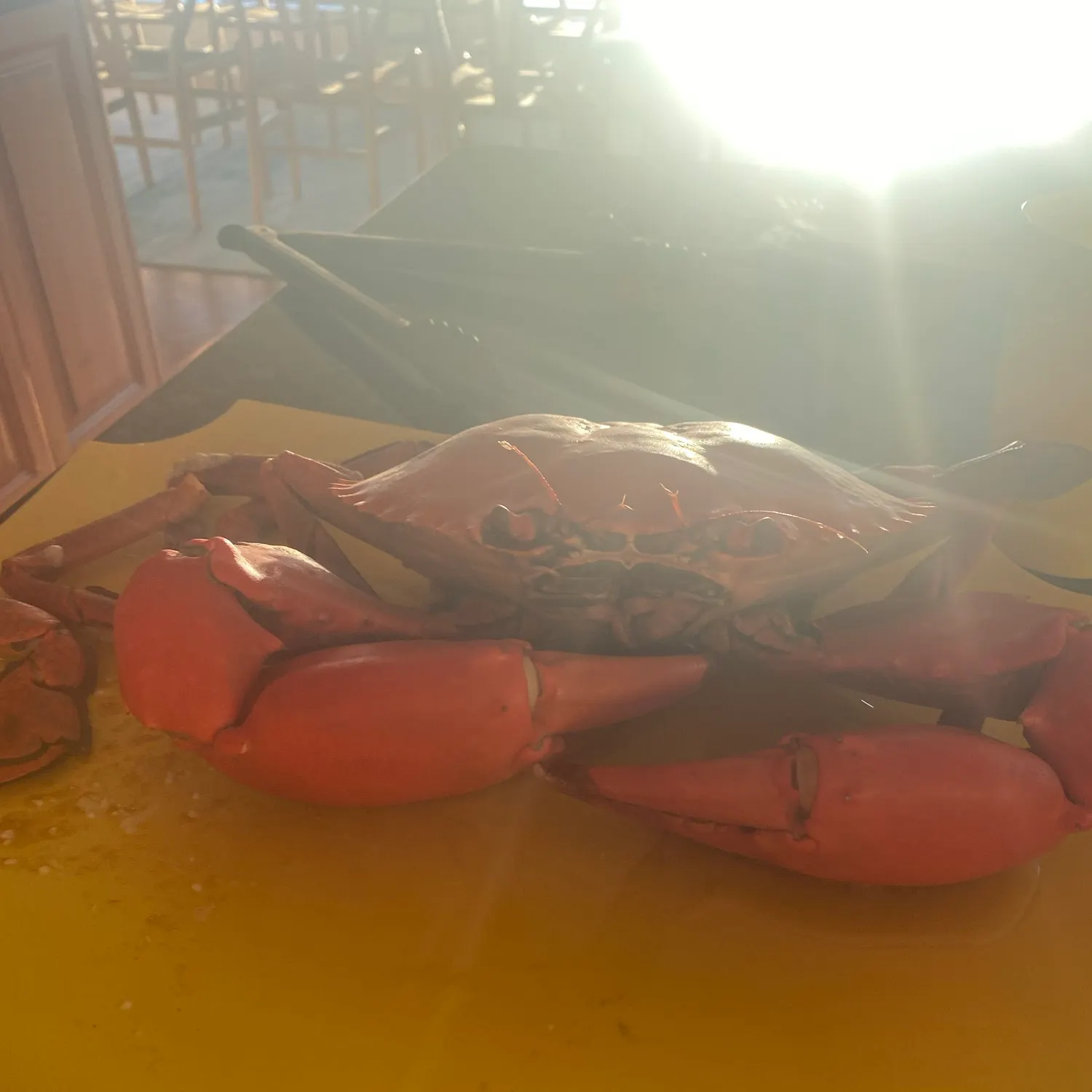 The most recent Giant mud crab catches on Fishbrain