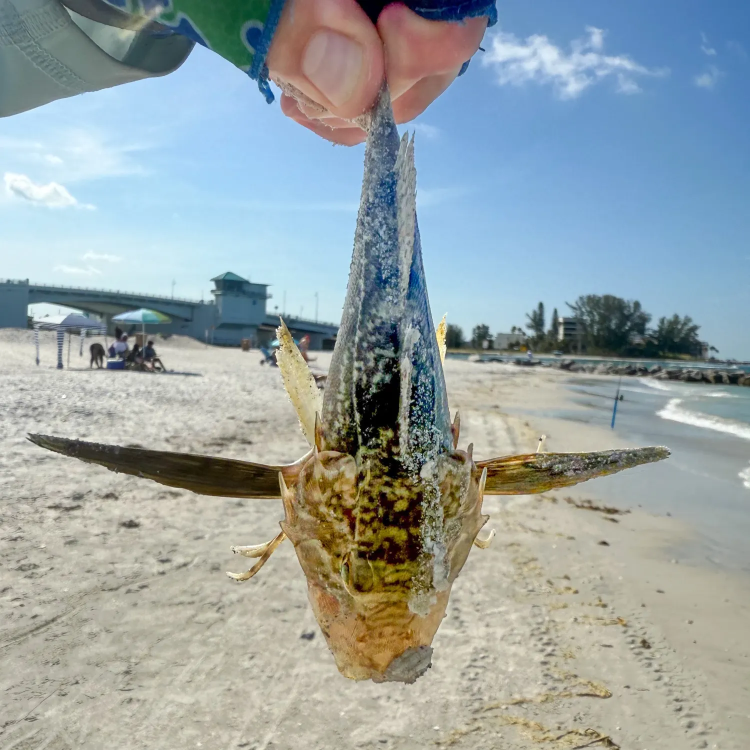 The most recent Bighead searobin catches on Fishbrain