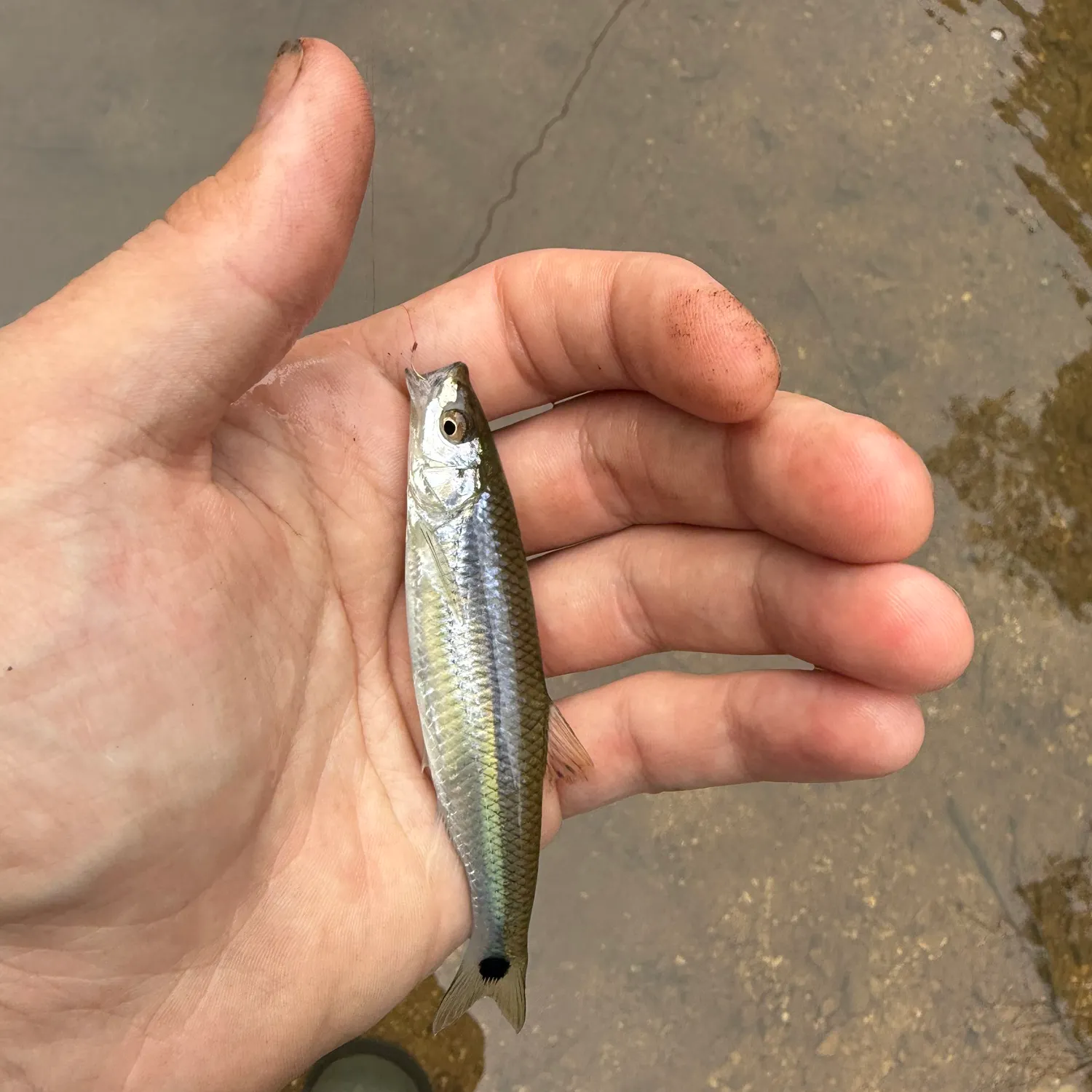 The most recent Slender blacktail shiner catches on Fishbrain
