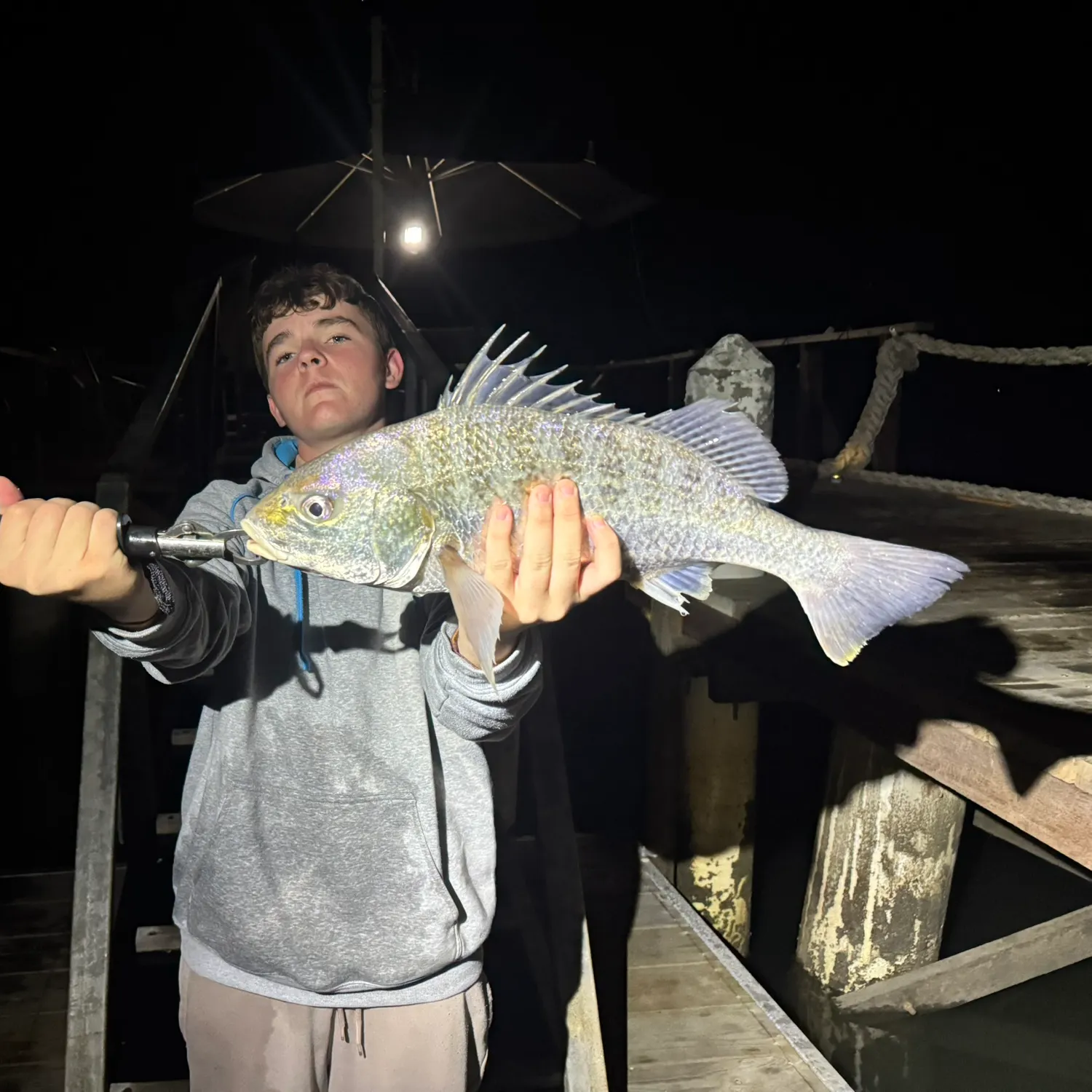 The most recent Javelin grunter catches on Fishbrain