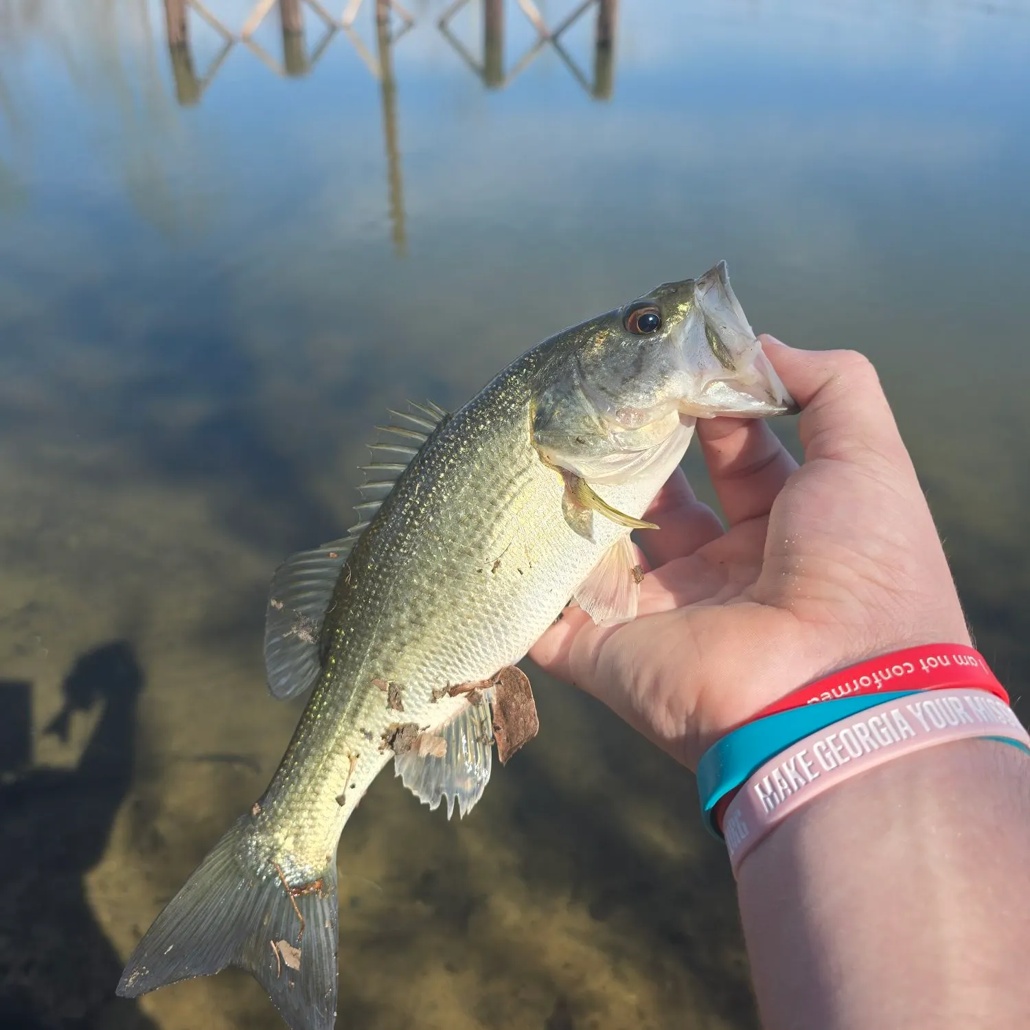 The most recent Largemouth bass catches on Fishbrain