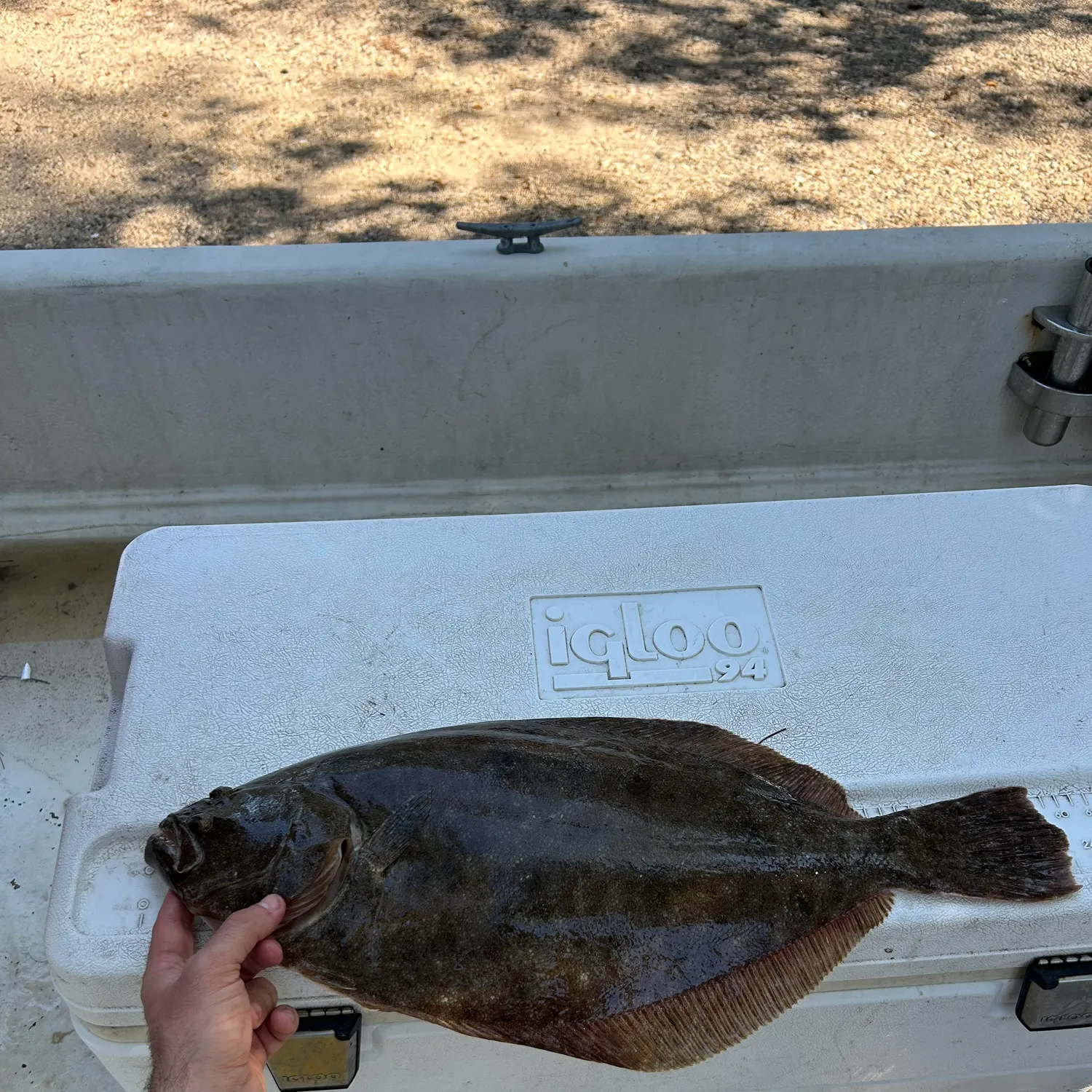 Summer flounder caught on Fishbrain