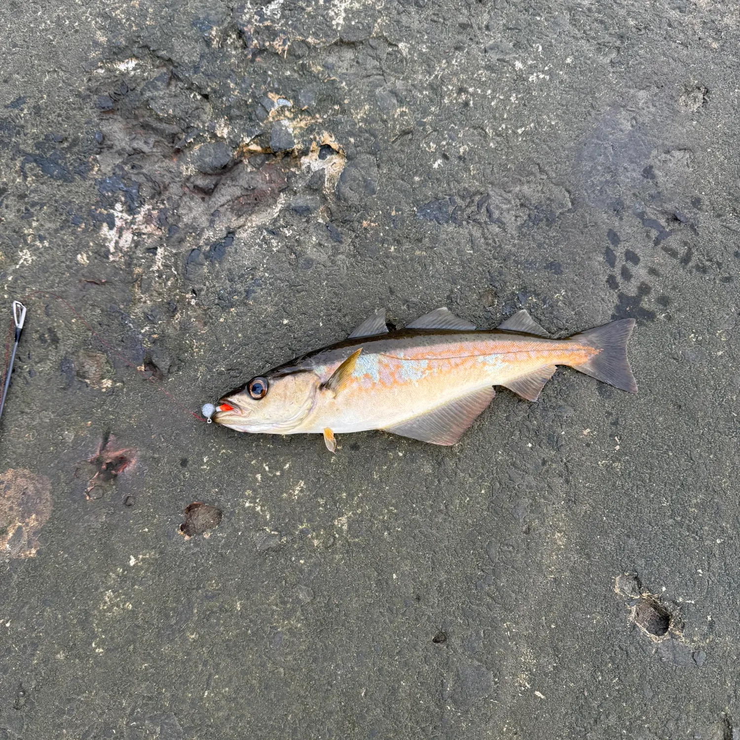 The most recent Alaska pollock catches on Fishbrain