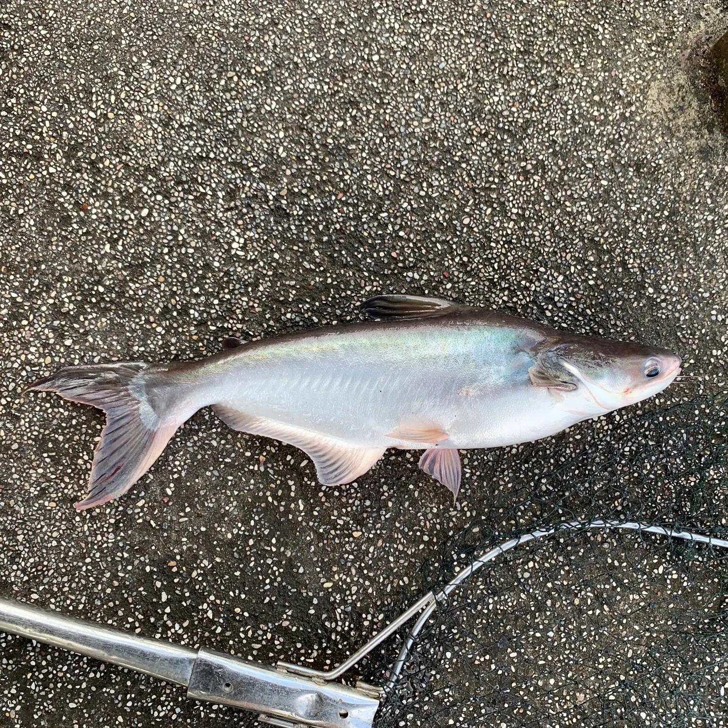 The most recent Giant pangasius catches on Fishbrain